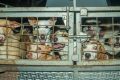România: Fără eutanasiere, un nou tratament pentru câinii vagabonzi