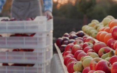 România cultivă mult, dar importă. Preț mic la 3,5 lei/kg