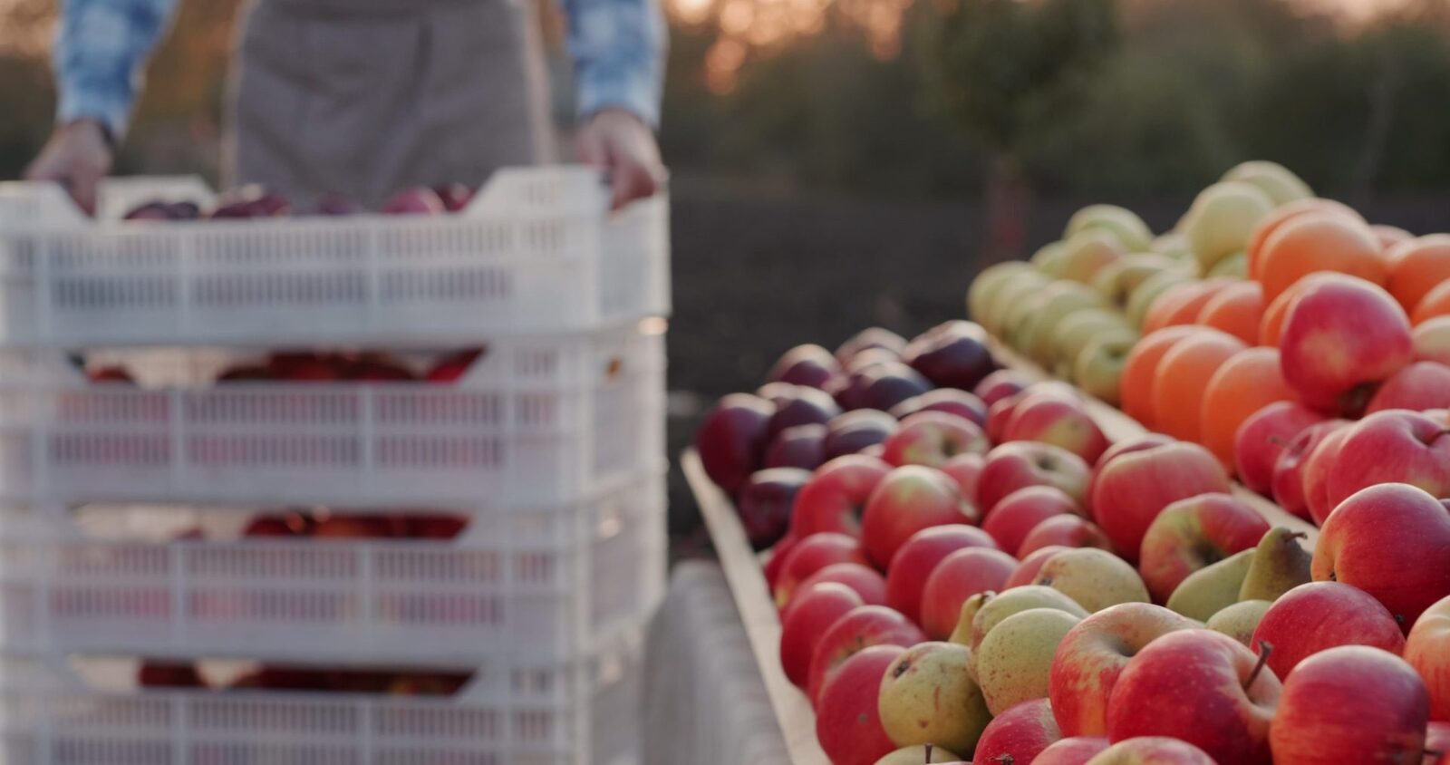 România cultivă mult, dar importă. Preț mic la 3,5 lei/kg
