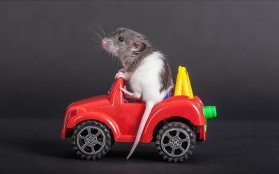 Șoarecii văd din nou: Savanții decodifică activitatea cerebrală
