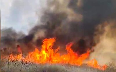 Incendiu mistuie 50 ha de vegetație în Vaslui