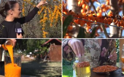Cătina, aurul portocaliu: de la plantație la leac în pahar