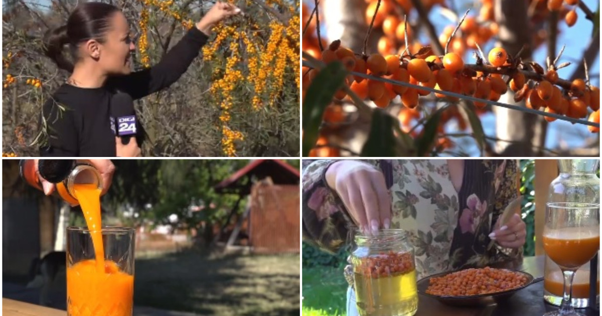 Cătina, aurul portocaliu: de la plantație la leac în pahar