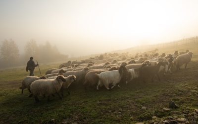 UE dă undă verde exporturilor de oi și capre din România