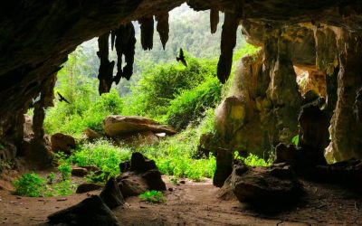 Peșteră din Noua Zeelandă: Păsări gigant și papagali zburători uitați