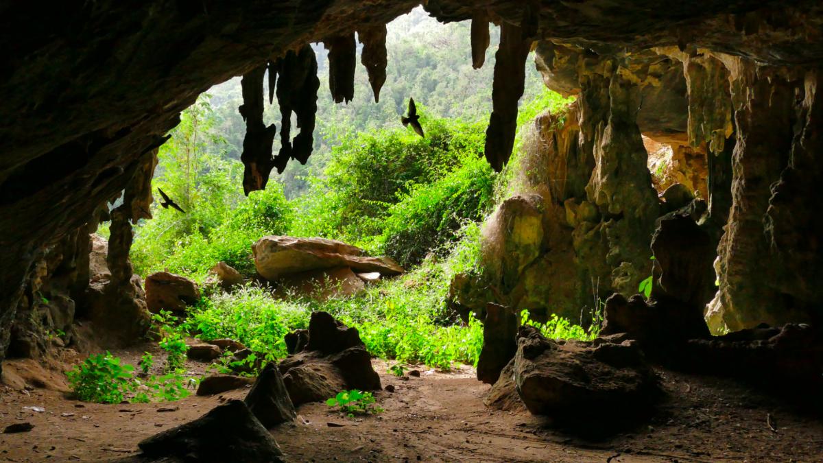 Peșteră din Noua Zeelandă: Păsări gigant și papagali zburători uitați