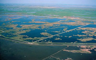 Dezastru ecologic în SUA: Ce s-a întâmplat într-un paradis al păsărilor