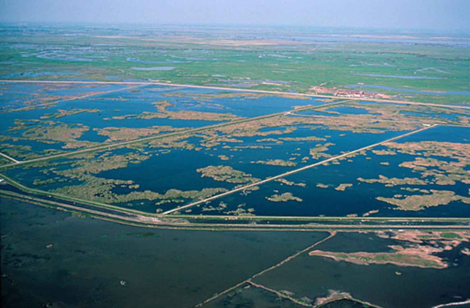 Dezastru ecologic în SUA: Ce s-a întâmplat într-un paradis al păsărilor